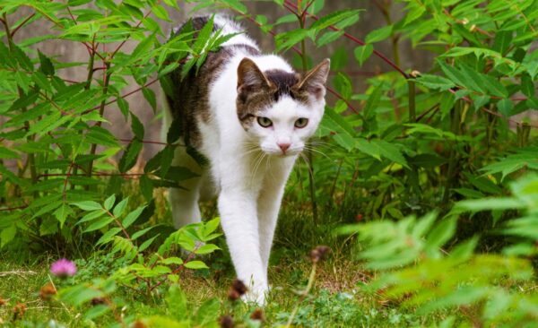 Katt på Skansen