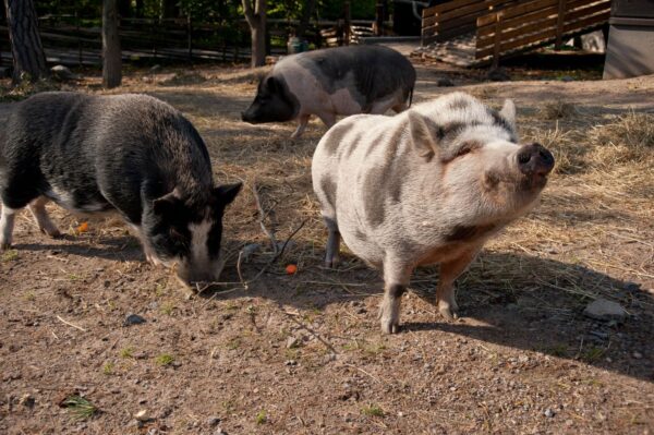 Minigris på Skansen Foto: Marie Andersson