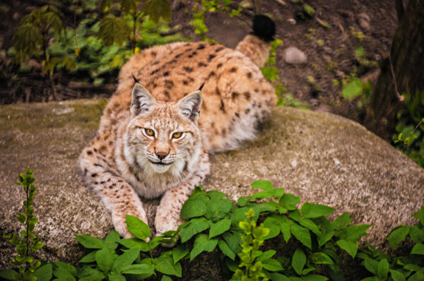 Lodjur på Skansen