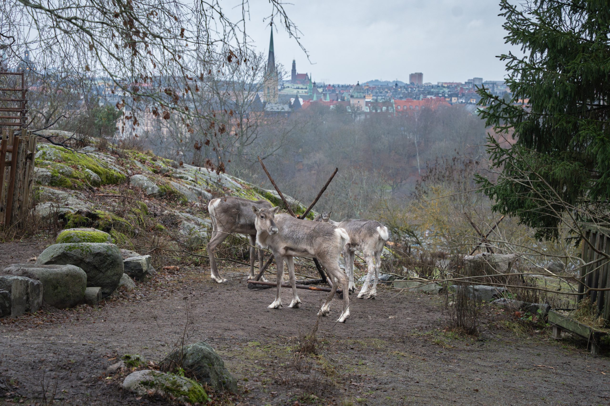 Skogsvildren