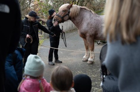Horses at Skansen